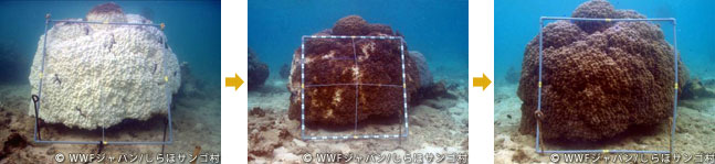 20120227shiraho_16.jpg