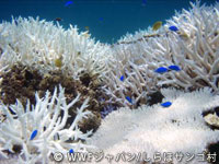 20120227shiraho_19.jpg