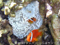 20120227shiraho_20.jpg