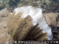 20120227shiraho_21.jpg