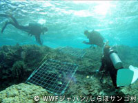 20120227shiraho_25.jpg