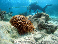 20120227shiraho_26.jpg
