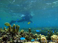 20120227shiraho_27.jpg