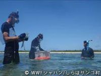 20120227shiraho_32.jpg