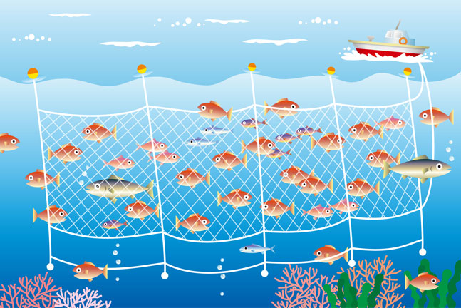 流し網(ながしあみ)漁