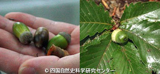 20121119e.jpg