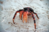 20121129kani2.jpg