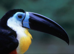(C)WWF-Canon/Roger LeGUEN 