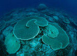 (C)WWF-Canon/Jurgen FREUND