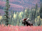 (C)WWF-Canon/Anthony B. RATH 