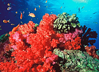 (C)WWF-Canon/Cat HOLLOWAY