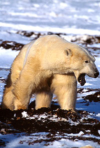 (C)Francois PIERREL/WWF