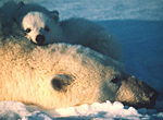 (C)WWF-Canon/Svein B. OPPEGAARD
