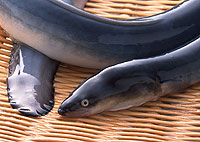 タラバガニ(C)WWF-Canon/Jo BENN