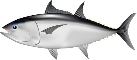 マグロという生物 Wwfジャパン