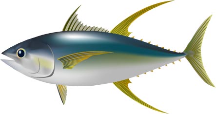 マグロという生物 Wwfジャパン