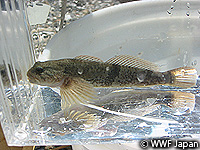 201004biwako11.jpg