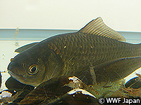 201004biwako12.jpg