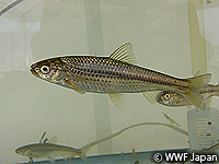 201004biwako13.jpg