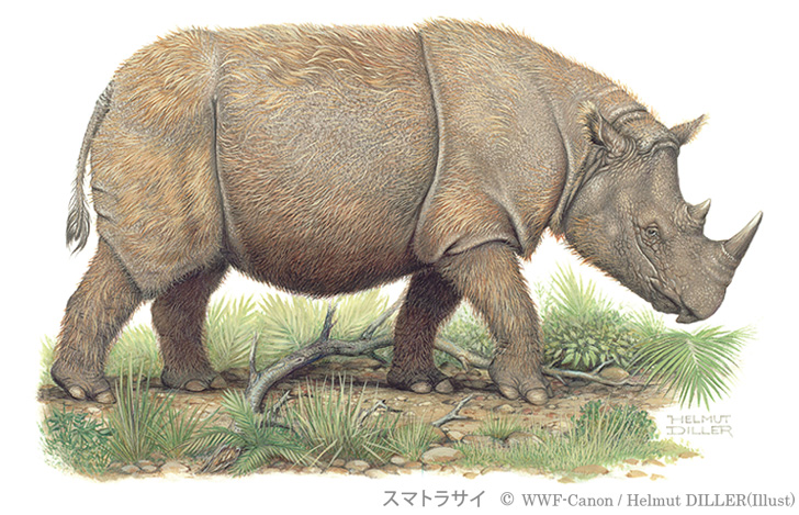 スマトラサイ（Dicerorhinus sumatrensis）