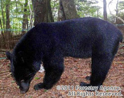 シリーズ クマの保護管理を考える 13 国有林とツキノワグマ 四国山地での新たな挑戦 Wwfジャパン
