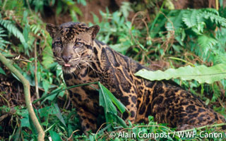 ボルネオ島の森林保全 Wwfジャパン