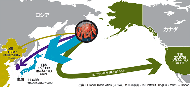 漁獲量を上回るカニが流通 ロシアのカニ密漁の現状 Wwfジャパン