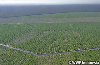 プランテーション開発による影響 周辺国をも襲うインドネシアからの煙害 Wwfジャパン