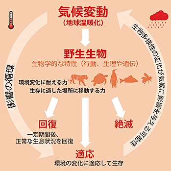 地球温暖化による野生生物への影響 Wwfジャパン