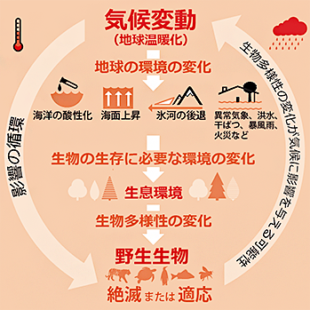 地球温暖化による野生生物への影響 Wwfジャパン