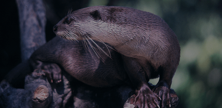 カワウソ