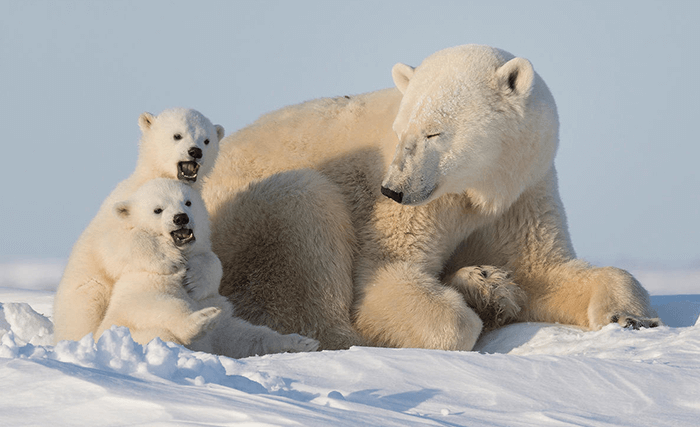 2030年に向けて、WWFジャパンのこれからの取り組み｜WWFジャパン