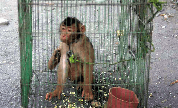 違法な野生生物取引の撲滅