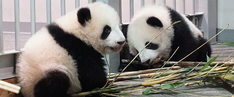 上野動物園 双子のシャオシャオとレイレイ