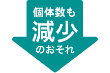 個体数も減少のおそれ