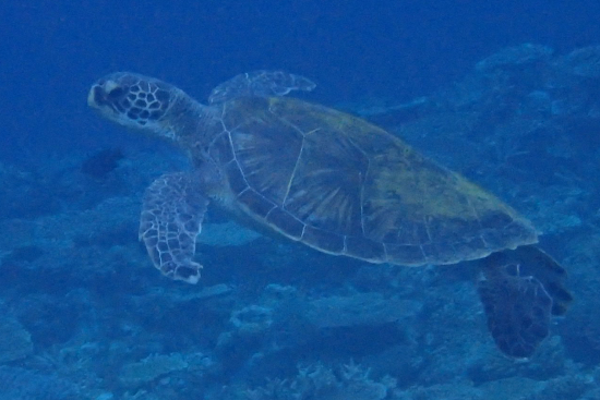 泳ぐウミガメ