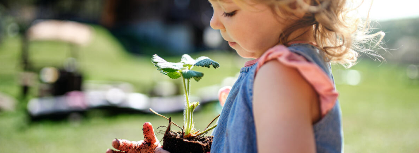 土で汚れた手で、屋外の庭で植物を持っている少女。イギリス