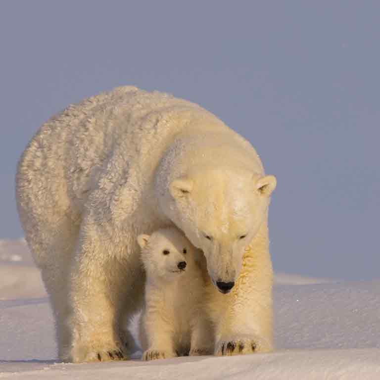 雪原のホッキョクグマの親子