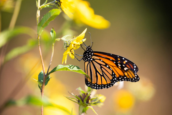 オオカバマダラ（Danaus plexippus）の吸蜜。アメリカ、コネティカット州マディソン。9月