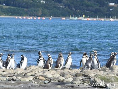 ペンギンたちの向こうにサケの養殖場が広がる