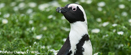ケープペンギン