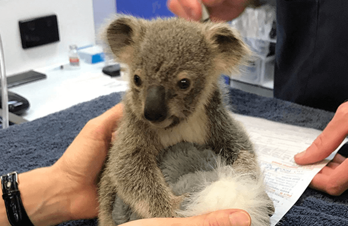 生物多様性の回復