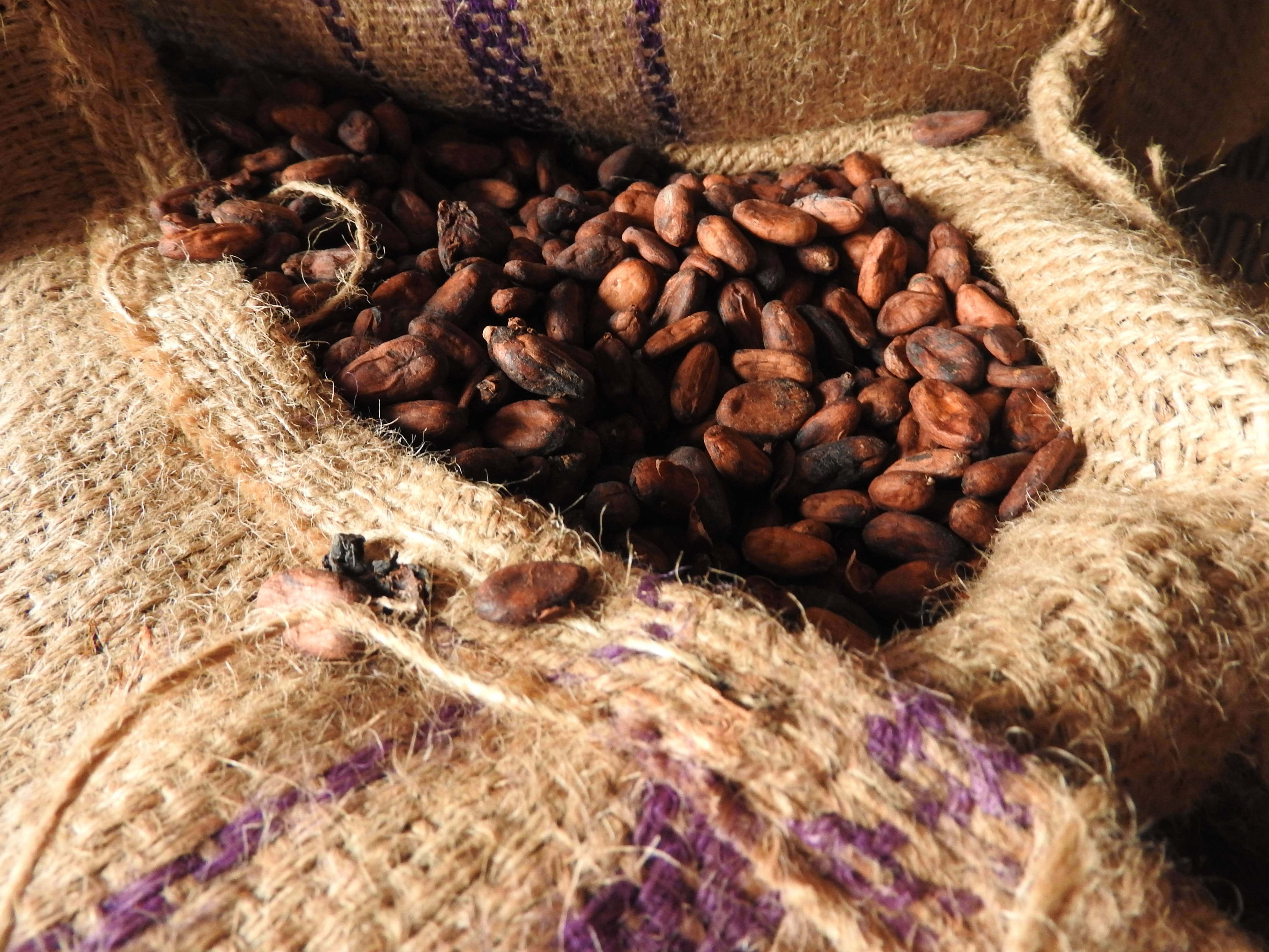 写真（カカオ）