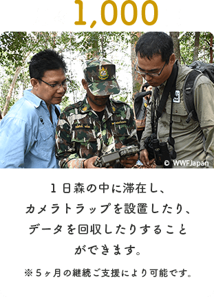 月々1000円　1人、一日森の中に滞在し、カメラトラップを設置したり、データを回収したりすることができます。（日当、食料代、装備費、医薬品代などをすべて含む）（※5カ月の継続ご支援により可能です）