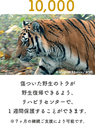 月々10000円　傷ついた野生のトラロシアが野生復帰できるよう、リハビリセンターで、1週間保護することができます（※7カ月の継続ご支援により可能です）