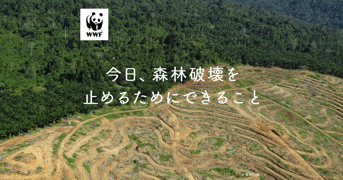 森林破壊の原因って 森林破壊を止めるために 今日からできること Wwfジャパン Wwfジャパン