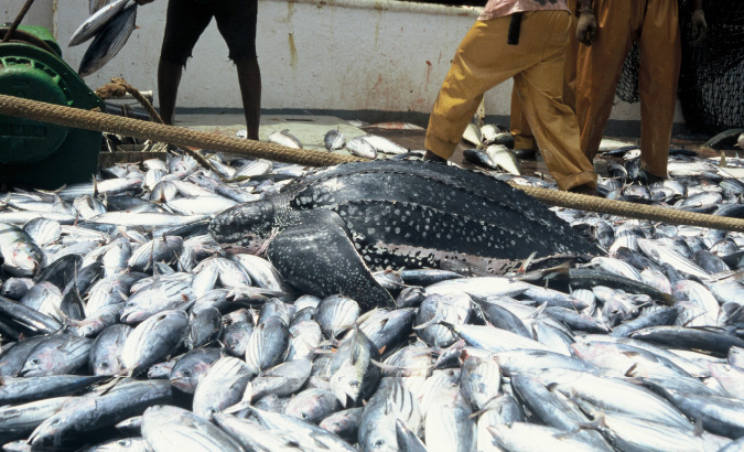 写真「マグロ巻き網漁で混獲されたオサガメ」