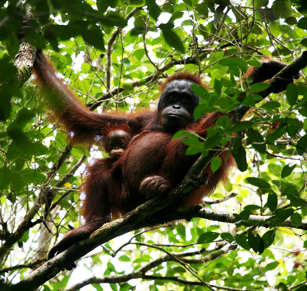 オランウータン科