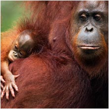 Orang utan mother with baby