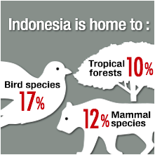 Nature remaining in Indonesia